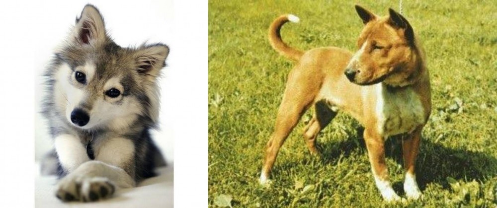 Telomian vs Miniature Siberian Husky - Breed Comparison