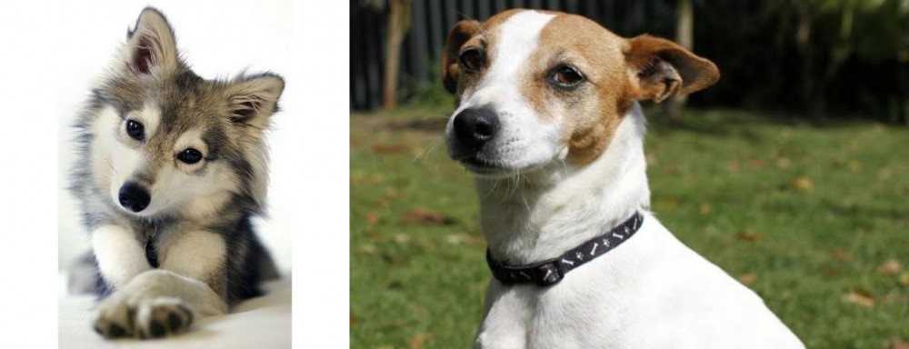 Tenterfield Terrier vs Miniature Siberian Husky - Breed Comparison