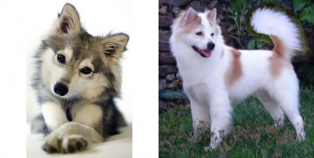 Thai Bangkaew vs Miniature Siberian Husky - Breed Comparison