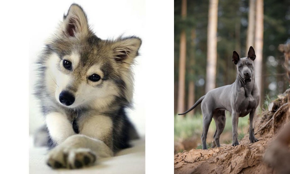 Thai Ridgeback vs Miniature Siberian Husky - Breed Comparison