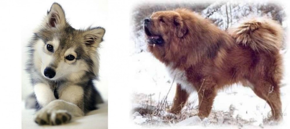 Tibetan Kyi Apso vs Miniature Siberian Husky - Breed Comparison
