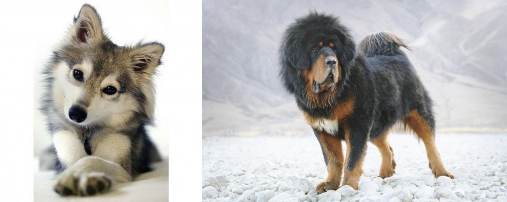 Tibetan Mastiff vs Miniature Siberian Husky - Breed Comparison
