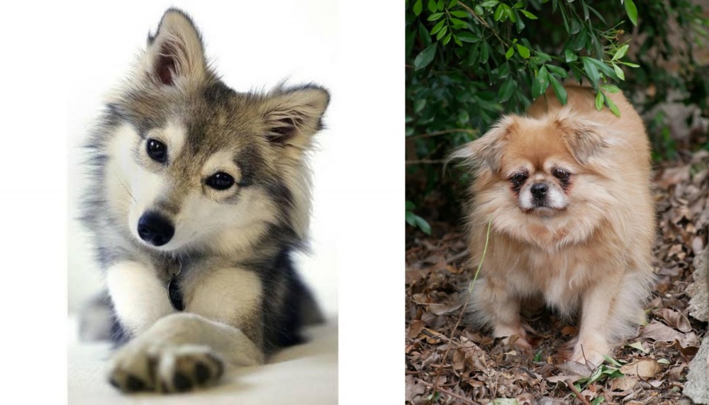 Tibetan Spaniel vs Miniature Siberian Husky - Breed Comparison