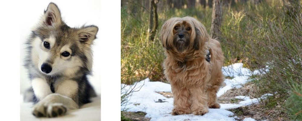 Tibetan Terrier vs Miniature Siberian Husky - Breed Comparison