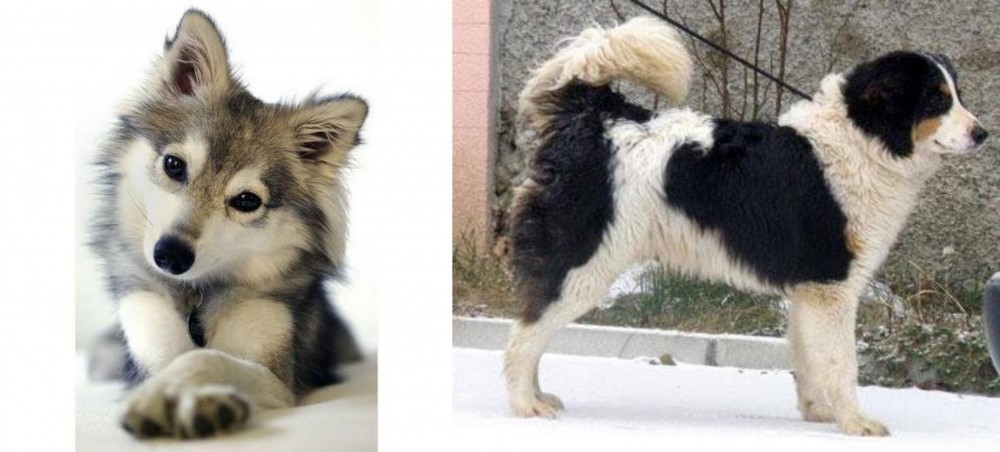 Tornjak vs Miniature Siberian Husky - Breed Comparison