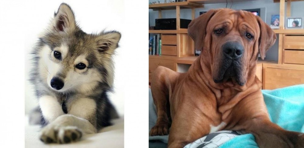 Tosa vs Miniature Siberian Husky - Breed Comparison