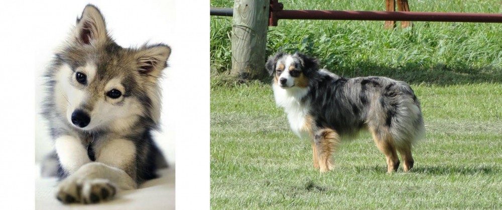 Toy Australian Shepherd vs Miniature Siberian Husky - Breed Comparison