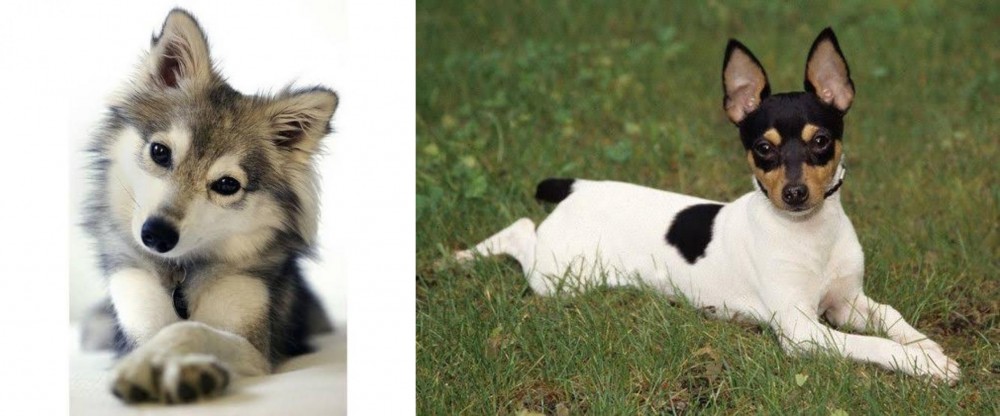 Toy Fox Terrier vs Miniature Siberian Husky - Breed Comparison