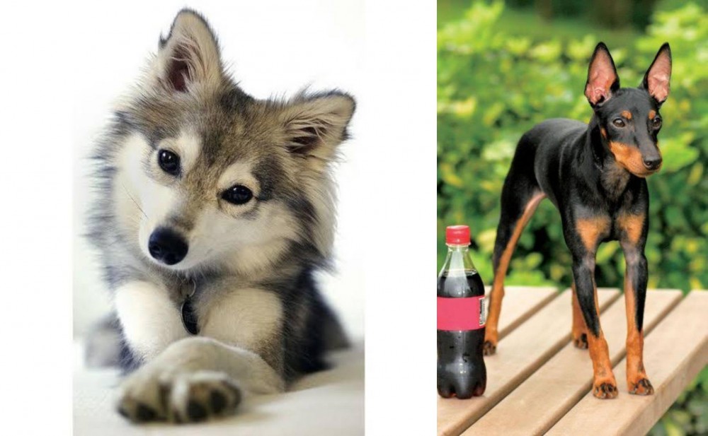 Toy Manchester Terrier vs Miniature Siberian Husky - Breed Comparison
