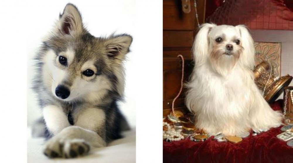 Toy Mi-Ki vs Miniature Siberian Husky - Breed Comparison