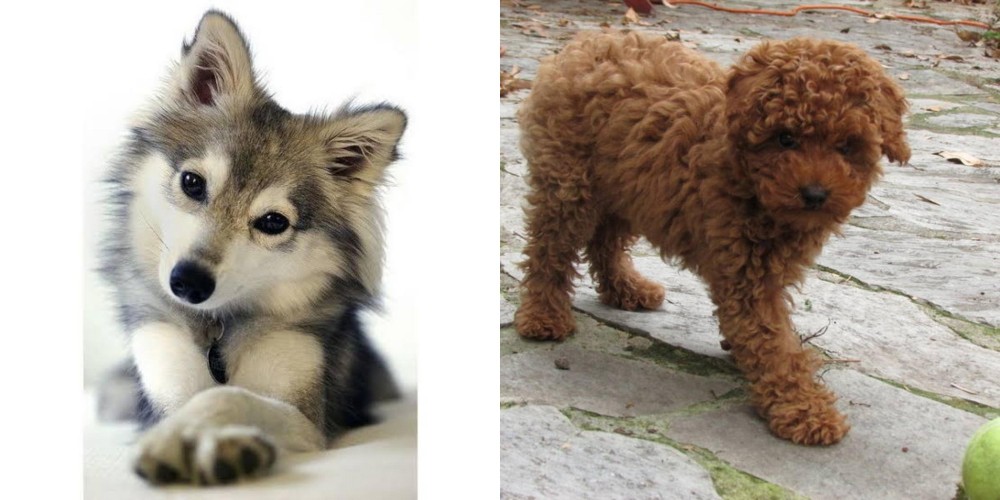 Toy Poodle vs Miniature Siberian Husky - Breed Comparison