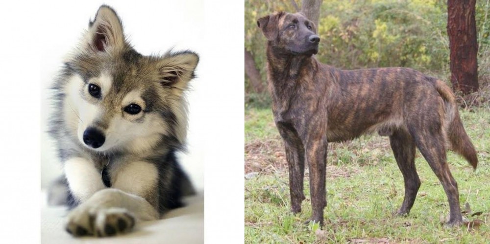 Treeing Tennessee Brindle vs Miniature Siberian Husky - Breed Comparison