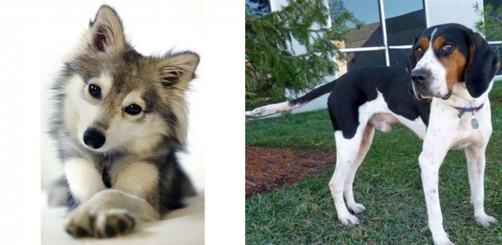 Treeing Walker Coonhound vs Miniature Siberian Husky - Breed Comparison