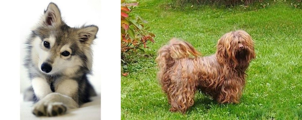 Tsvetnaya Bolonka vs Miniature Siberian Husky - Breed Comparison