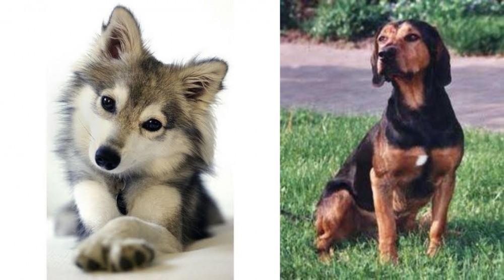 Tyrolean Hound vs Miniature Siberian Husky - Breed Comparison
