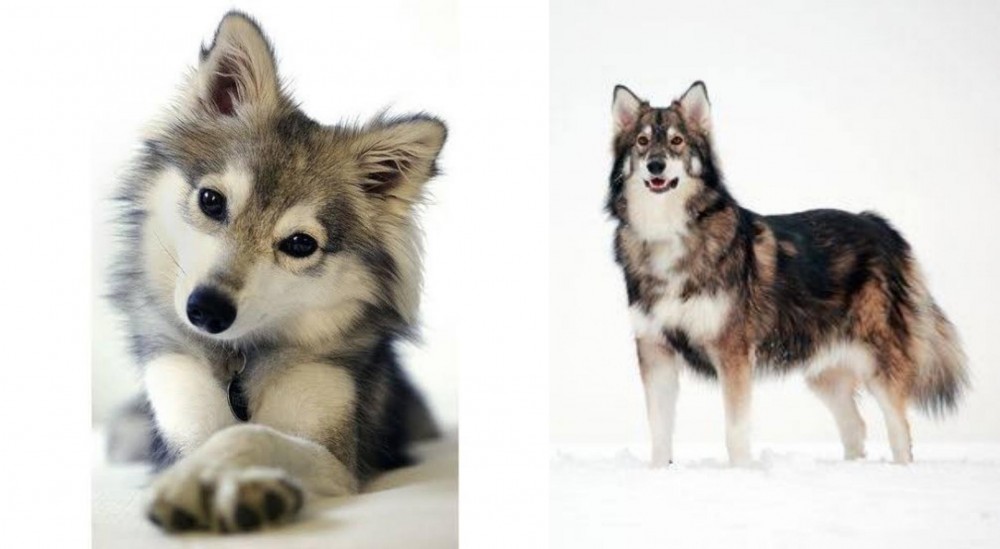 Utonagan vs Miniature Siberian Husky - Breed Comparison