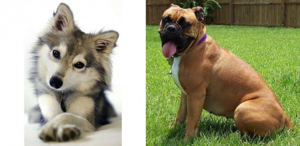 Valley Bulldog vs Miniature Siberian Husky - Breed Comparison