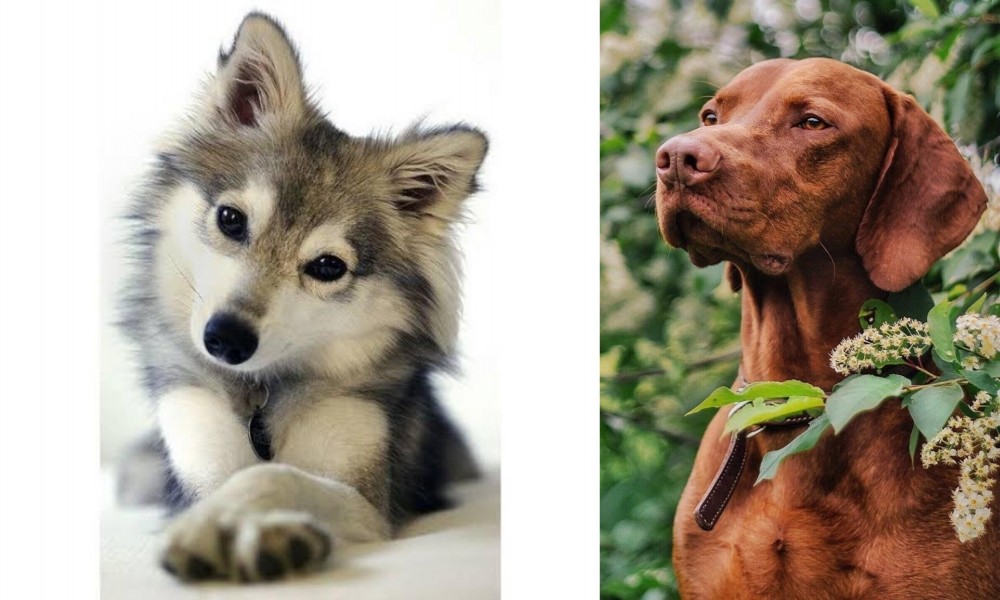 Vizsla vs Miniature Siberian Husky - Breed Comparison