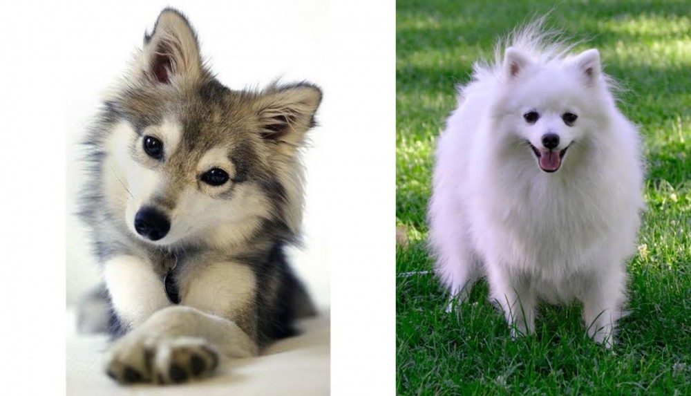 Volpino Italiano vs Miniature Siberian Husky - Breed Comparison