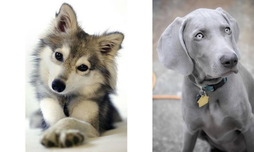 Weimaraner vs Miniature Siberian Husky - Breed Comparison