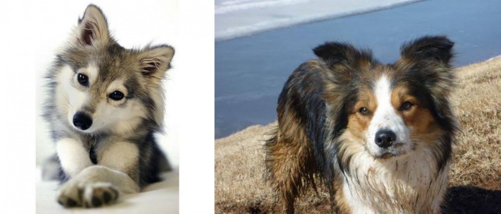 Welsh Sheepdog vs Miniature Siberian Husky - Breed Comparison