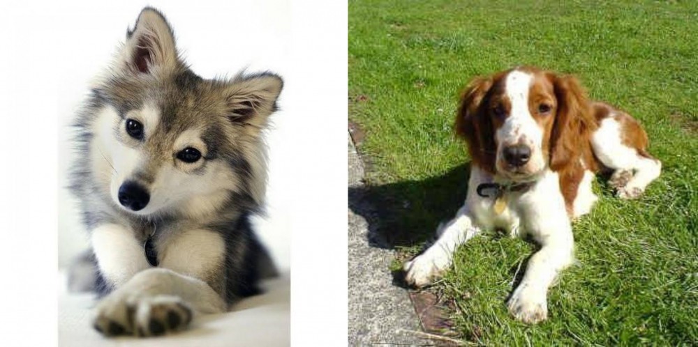 Welsh Springer Spaniel vs Miniature Siberian Husky - Breed Comparison