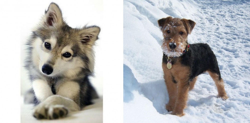 Welsh Terrier vs Miniature Siberian Husky - Breed Comparison