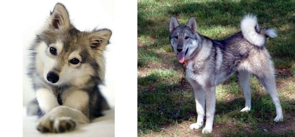 West Siberian Laika vs Miniature Siberian Husky - Breed Comparison