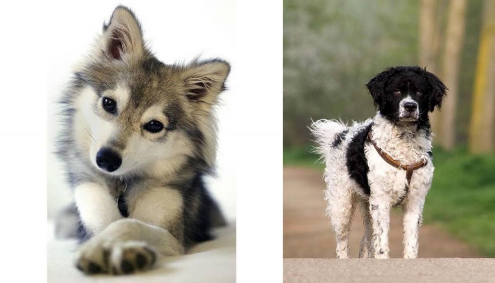 Wetterhoun vs Miniature Siberian Husky - Breed Comparison