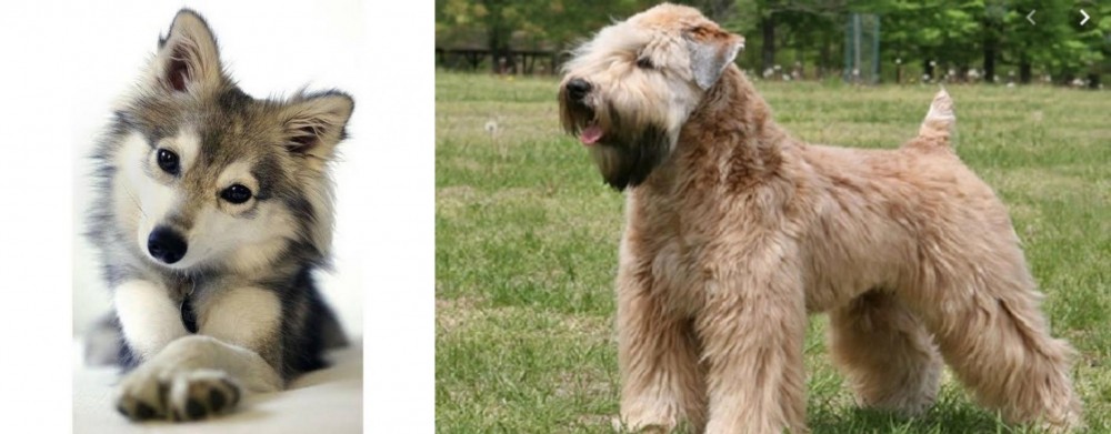 Wheaten Terrier vs Miniature Siberian Husky - Breed Comparison