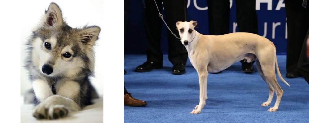 Whippet vs Miniature Siberian Husky - Breed Comparison