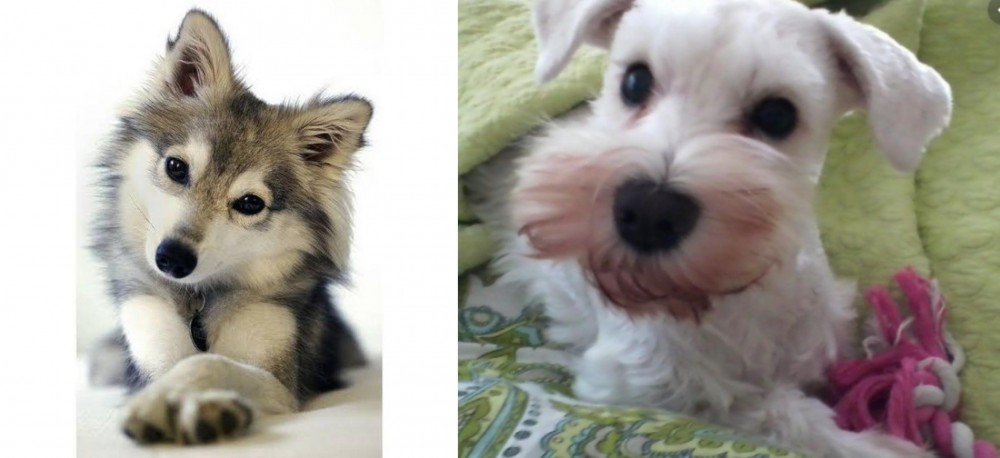 White Schnauzer vs Miniature Siberian Husky - Breed Comparison