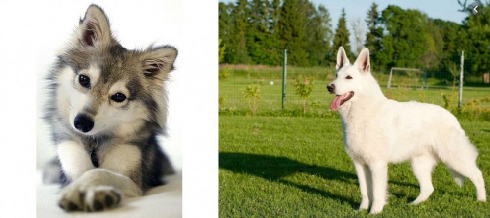 White Shepherd vs Miniature Siberian Husky - Breed Comparison