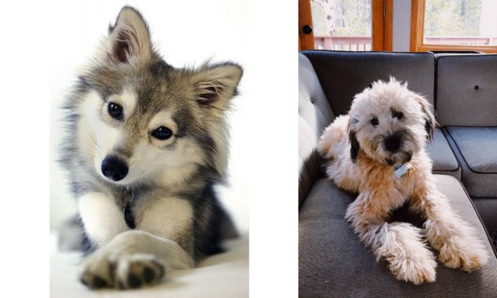 Whoodles vs Miniature Siberian Husky - Breed Comparison