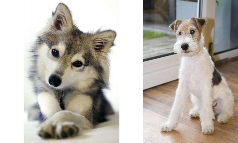 Wire Fox Terrier vs Miniature Siberian Husky - Breed Comparison