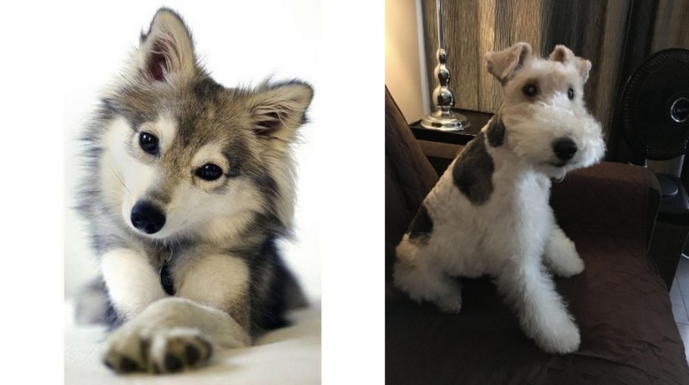 Wire Haired Fox Terrier vs Miniature Siberian Husky - Breed Comparison