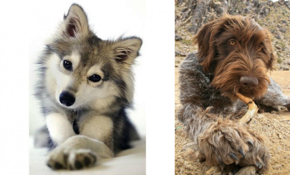 Wirehaired Pointing Griffon vs Miniature Siberian Husky - Breed Comparison
