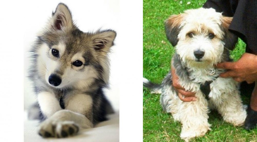 Yo-Chon vs Miniature Siberian Husky - Breed Comparison