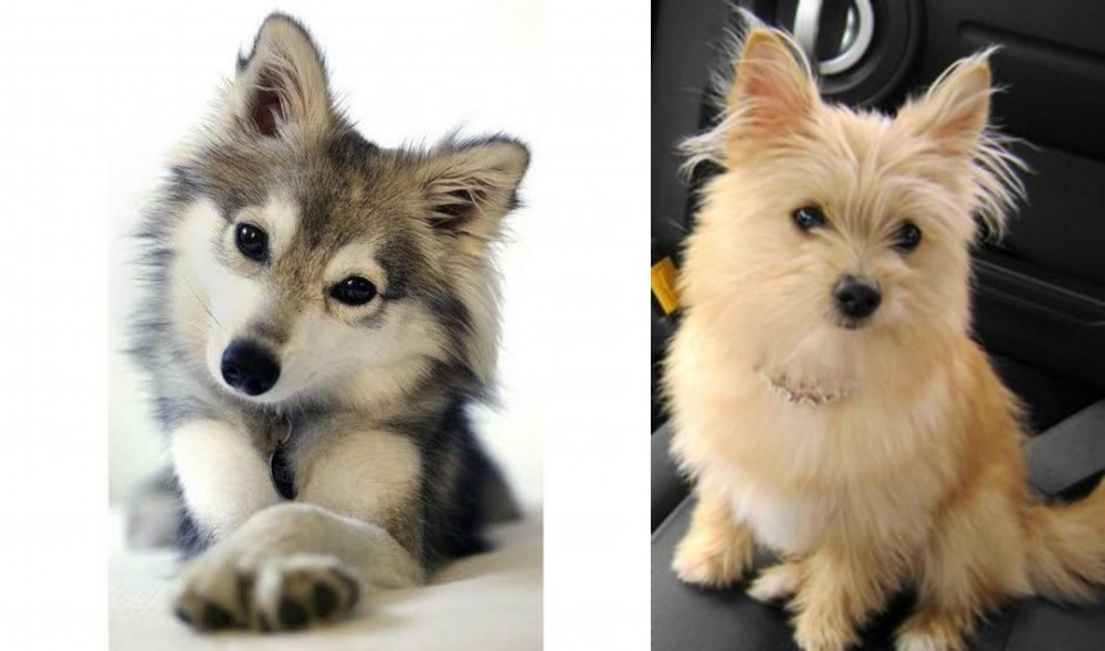 Yoranian vs Miniature Siberian Husky - Breed Comparison