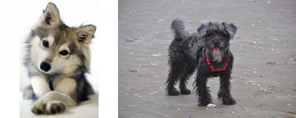 YorkiePoo vs Miniature Siberian Husky - Breed Comparison