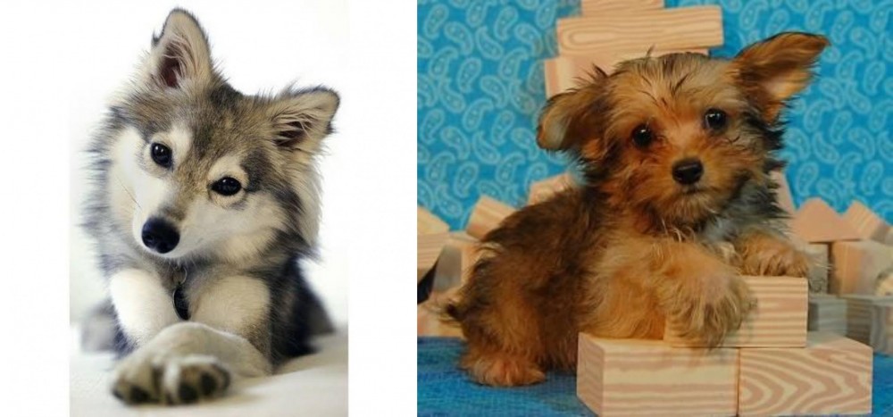 Yorkillon vs Miniature Siberian Husky - Breed Comparison