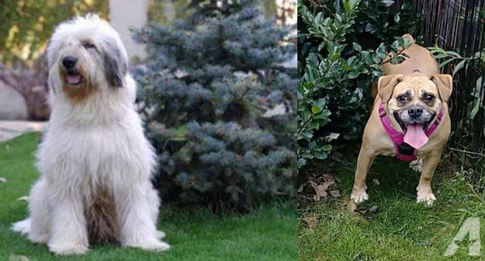 Beabull vs Mioritic Sheepdog - Breed Comparison