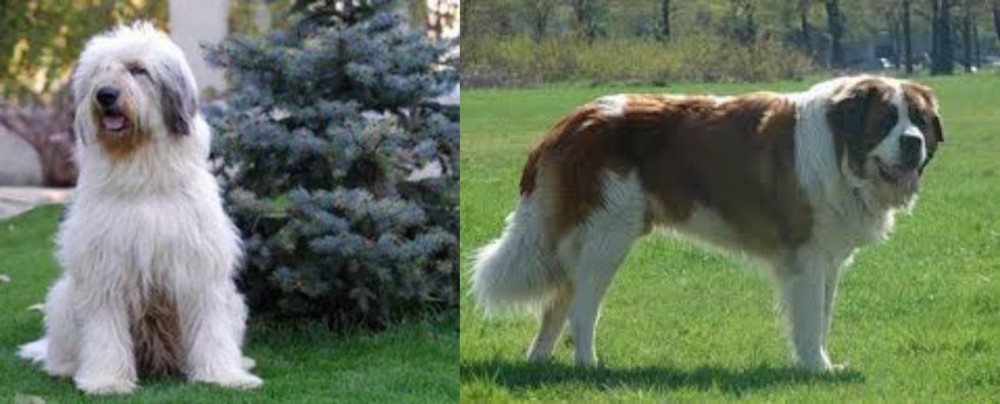 Moscow Watchdog vs Mioritic Sheepdog - Breed Comparison