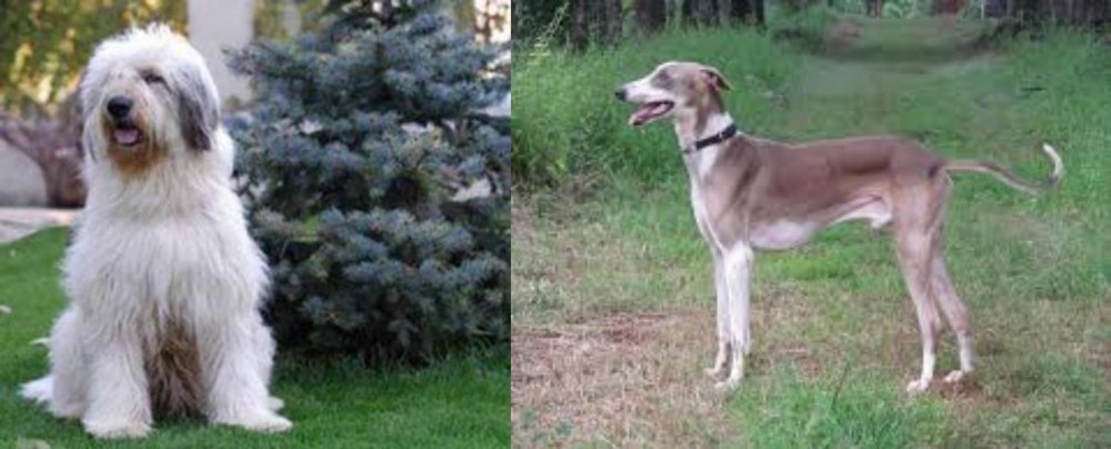 Mudhol Hound vs Mioritic Sheepdog - Breed Comparison
