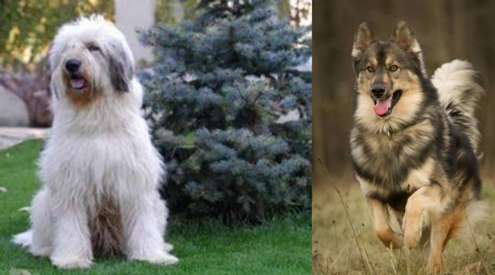 Native American Indian Dog vs Mioritic Sheepdog - Breed Comparison