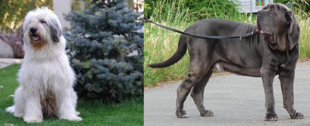 Neapolitan Mastiff vs Mioritic Sheepdog - Breed Comparison