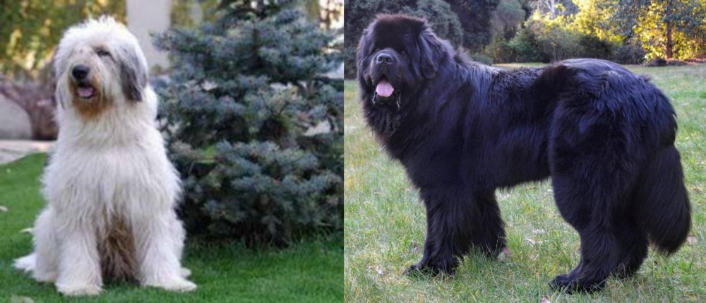Newfoundland Dog vs Mioritic Sheepdog - Breed Comparison