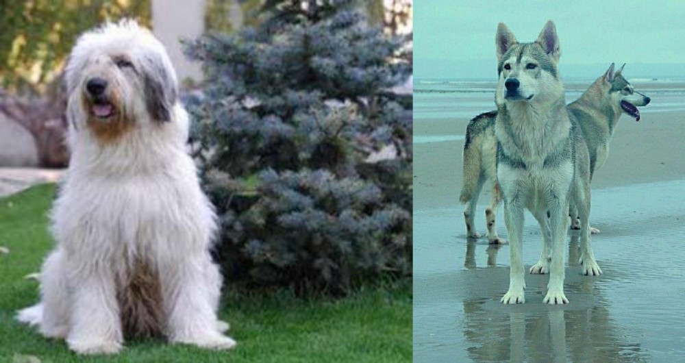 Northern Inuit Dog vs Mioritic Sheepdog - Breed Comparison