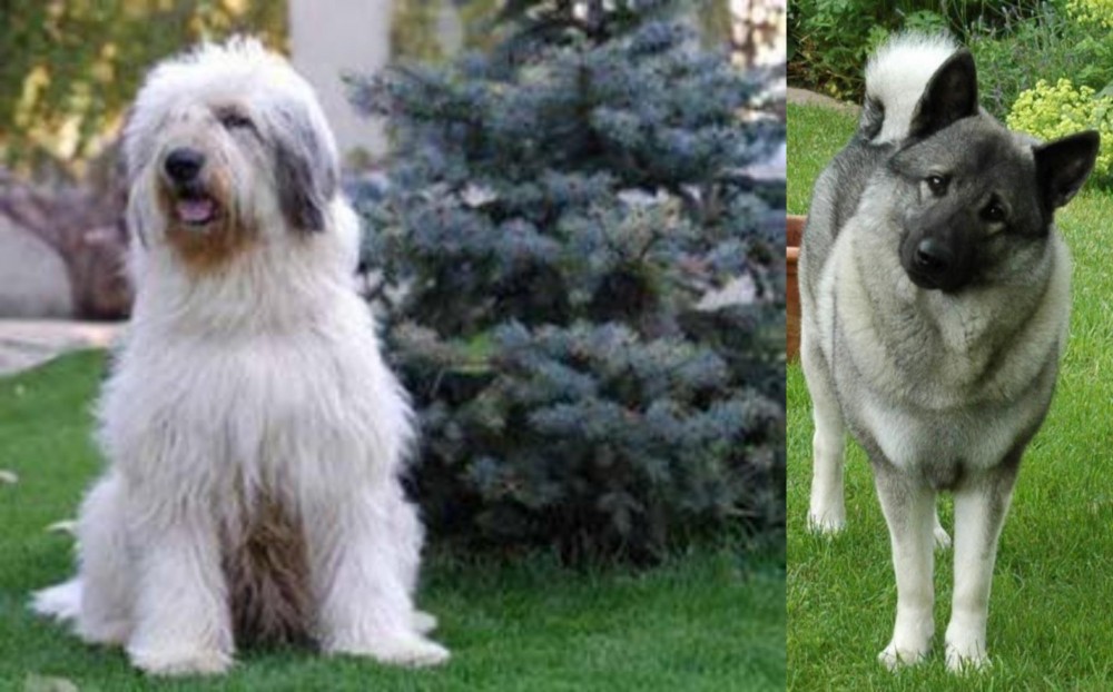 Norwegian Elkhound vs Mioritic Sheepdog - Breed Comparison