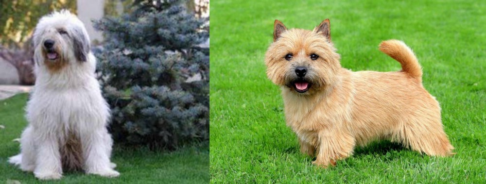 Norwich Terrier vs Mioritic Sheepdog - Breed Comparison